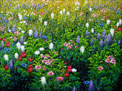 Field of Dreams